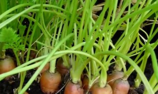 萝卜菜的种植方法 萝卜菜苗怎么种植