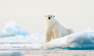 北极熊是保护动物吗 北极熊是濒危动物吗