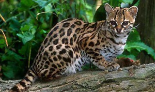 野生豹猫是保护动物吗（猫豹属于保护动物吗）