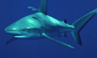 鲨鱼是国家保护动物吗（鲨鱼是国家保护动物吗是几级）