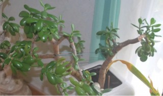 多肉越长越高怎么办（多肉植物越长越高怎么办）