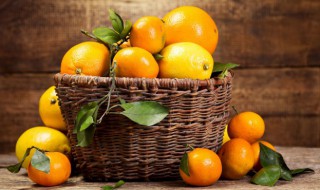 如何养好一棵橘子树（橘子树怎么养活）