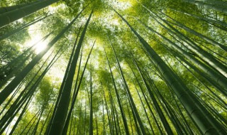 如何能养好竹子树（家里栽竹子树好吗）