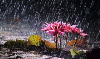 杭州梅雨季节是什么时间 杭州梅雨季节是什么时候