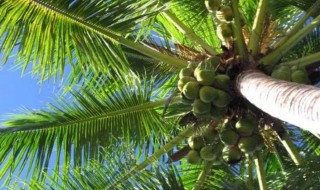 黄椰子的养殖方法和注意事项（黄椰子怎么养）