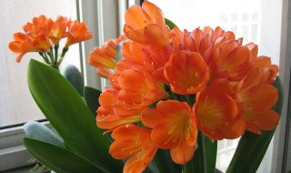 适合在室内养的花 最适合室内养殖的花卉排行榜