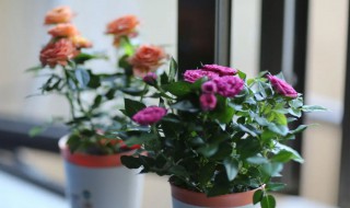 玫瑰花适合在室内养吗 玫瑰花适合在室内养吗叶酸的作用与功效