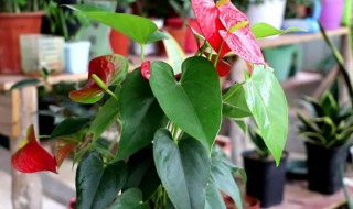 火鹤花适合在室内养吗 火鹤花适合家养吗