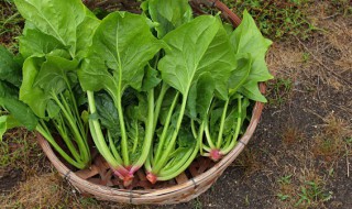 菠菜可以烫过冷冻吗 菠菜可以烫一下放冰箱冷冻吗