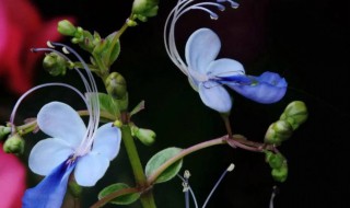 蓝蝴蝶花可以种阳台吗 蝴蝶兰可以放阳台养吗