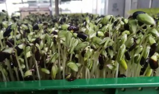 黑豆苗怎么种植 黑豆苗种植方法及种植时间
