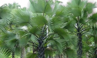 棕榈树怎么种植 棕榈树怎么种植视频