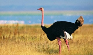 世界上现存体型最大的十种鸟类（世界上现存体型最大的十种鸟类是什么）