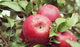 苹果施肥时期注意哪些 苹果最佳施肥时间