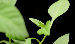 芽苗菜怎么种植（农科芽苗菜怎么种植）