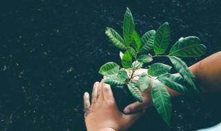 香樟树怎么种植 香樟树怎么种植成活