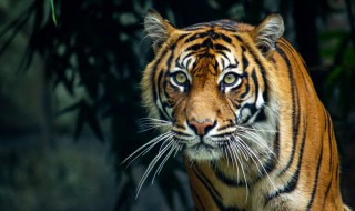 老虎为什么被称为百兽之王 老虎为什么被称为万兽之王