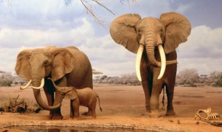 世界上哪里的大象最小 世界上哪里的大象最小猜一生肖