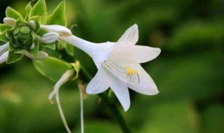 玉簪花什么时候开花（玉簪花会开花吗）