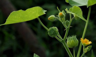 苘麻怎么种 芝麻怎么种