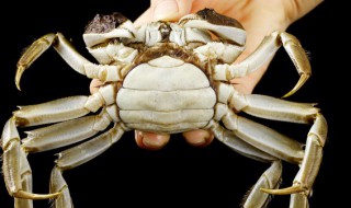 做熟螃蟹的保存方法 螃蟹做熟怎么保存