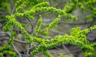 榆钱树怎么种（榆钱树栽在哪里好）