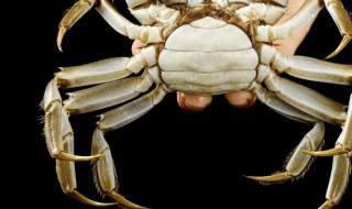 海螃蟹保存方法 海螃蟹保存方法保鲜不死
