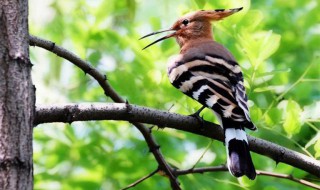 啄木鸟的养殖方法和注意事项 啄木鸟怎么养活