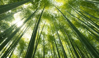 绿化青竹的养殖方法和注意事项 绿化青竹的养殖方法和注意事项图片
