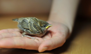 小雏鸟养殖方法和注意事项 小雏鸟的养殖方法和注意事项