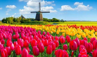 荷兰种植郁金香最多的城市是哪里 荷兰种植郁金香的有利气候条件