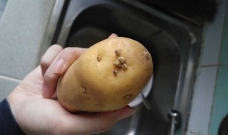 土豆怎么保存不长芽 土豆怎样保存不长芽?