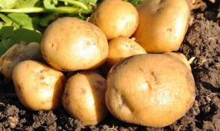 土豆窖藏保存方法（土豆储存窖）