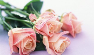 玫瑰花长时间保存方法 怎样保存玫瑰花保持的时间更长