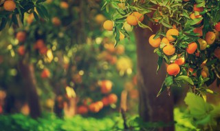 柑橘果树种植方法（柑橘树的种植方法）