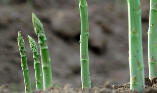 红芦笋播种方法 芦笋苗的种植与栽培技术