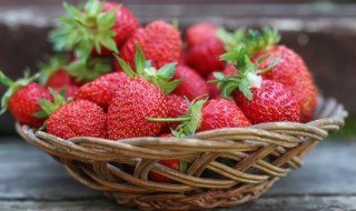 草莓苗播种方法 草莓苗的栽种方法