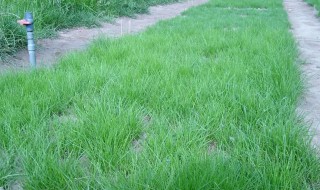 草坪草籽播种方法 草坪种子如何播种