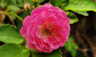 蔷薇的栽培方法 蔷薇的培植方法