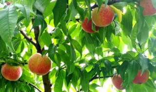 栽培桃树怎么管理 桃树的养护及栽植管理