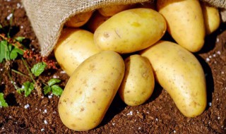 土豆的英语怎么读 胡萝卜的英语怎么读