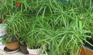 水竹土栽种植方法和注意事项 水竹盆栽的养殖方法和注意事项