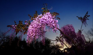 室外栽种紫藤的注意事项 室外紫藤的养殖方法和注意事项
