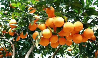 栽种冰糖橙需要注意什么（冰糖橙种植气候条件）