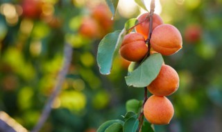 栽种小桃树的注意事项 小桃树怎么养