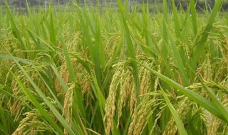 单株稻栽种注意事项 中稻栽培技术要点