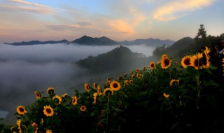 北方什么时候种油葵 东北油葵什么时候种