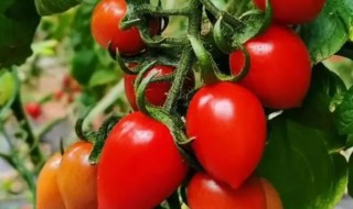 小番茄什么时候种 四季小番茄什么时候种