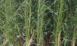 四季竹盆栽种植方法和注意事项 四季竹盆栽种植方法和注意事项图片