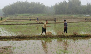 栽种水稻的注意事项 种植水稻的注意事项